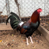 Buy purebred White-Legged Kelso gamefowl stags