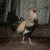 Buy Roundhead x Grey gamefowl stags