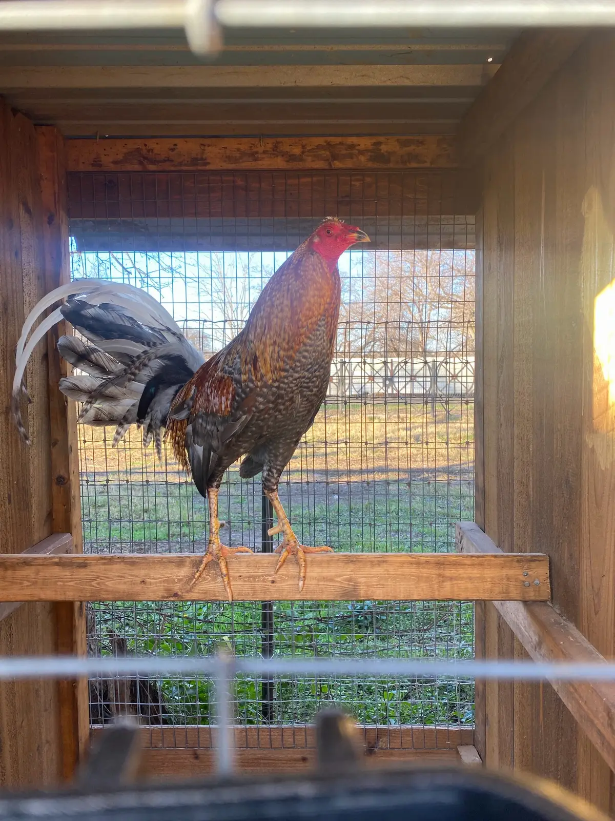 Buy purebred Hatch Bulico gamefowl stags 1 Buy purebred Hatch Bulico gamefowl stags