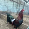 Buy purebred Albany gamefowl stags