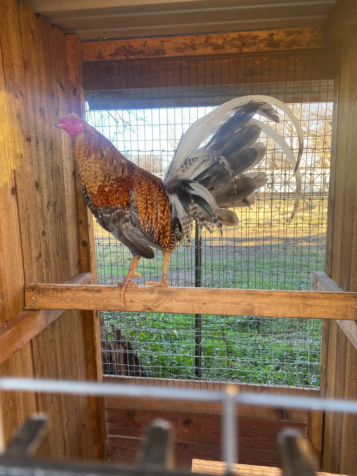 Buy purebred Hatch Bulico gamefowl stags Buy purebred Hatch Bulico gamefowl stags
