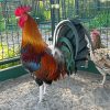 Buy purebred Whitehackle gamefowl trios