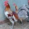 Buy purebred Coal Miner Blue gamefowl trios