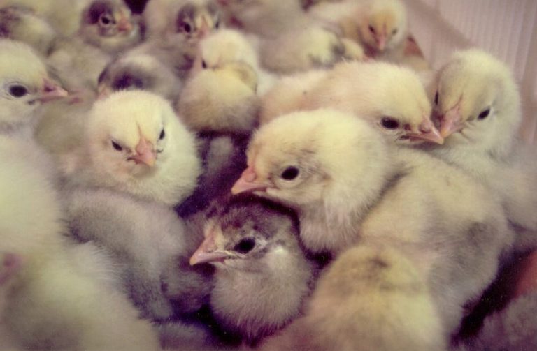 white_rock_chicks_1_-768x503