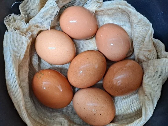 Dominique eggs