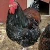 jubilee orpington roosters