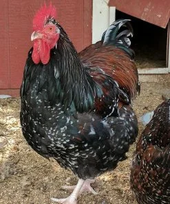 jubilee orpington roosters
