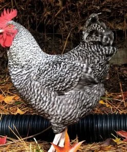cuckoo marans rooster