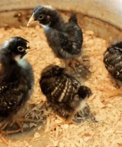 Barred Plymouth Rock Chicks