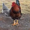The Black Laced Gold Wyandotte