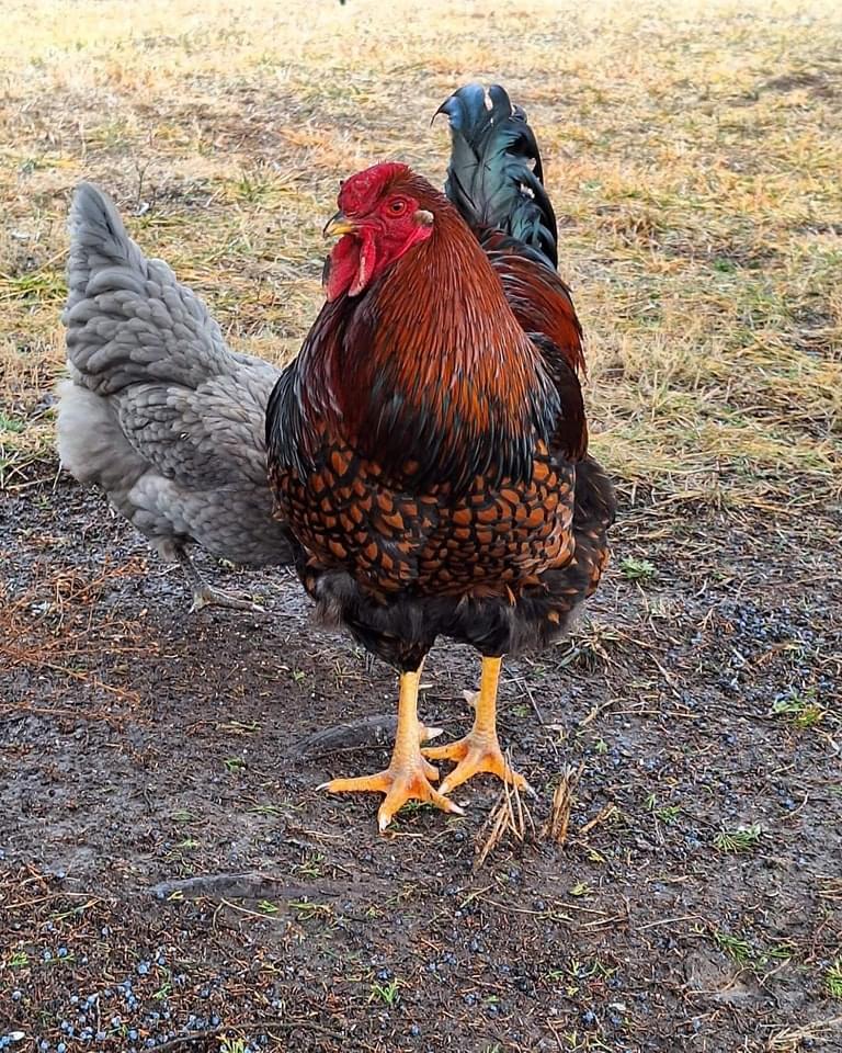 The Black Laced Gold Wyandotte