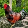 The Black Laced Gold Wyandotte