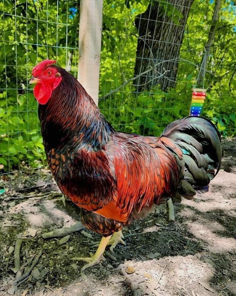 The Black Laced Gold Wyandotte