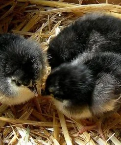 black australorp chicks for sale
