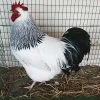 Light sussex roosters