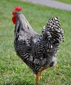 Barred Plymouth Rock