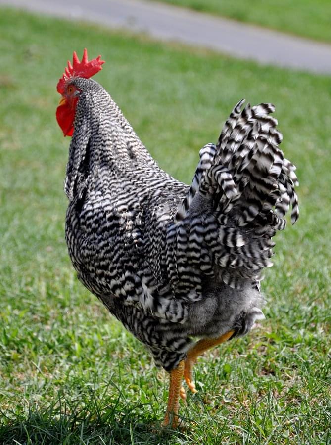 Barred Plymouth Rock