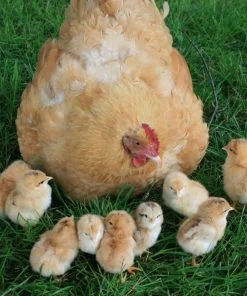 Baby Chicks Buff Orpington
