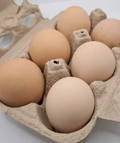 barred plymouth rock eggs for sale 4