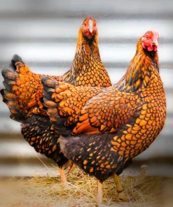 Red Laced Wyandottes
