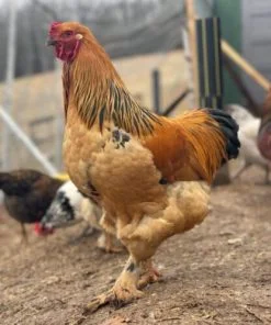 buff brahma roosters for sale