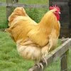 buff orpington roosters