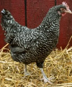 cuckoo maran hens for sale