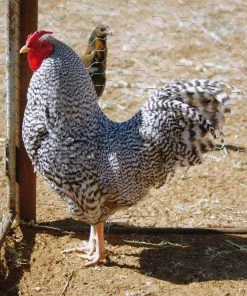 dominique rooster