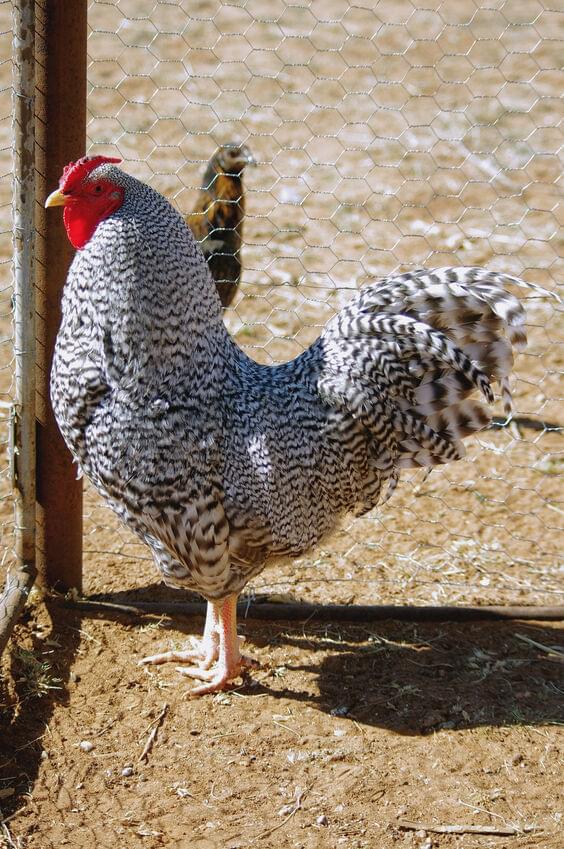 dominique rooster