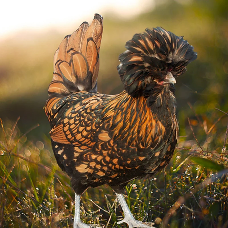 golden laced polish chicken