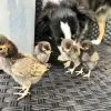 golden laced polish day old chicks