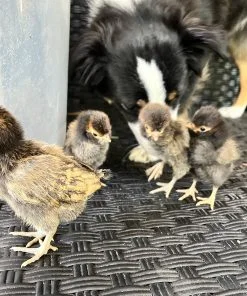 golden laced polish day old chicks