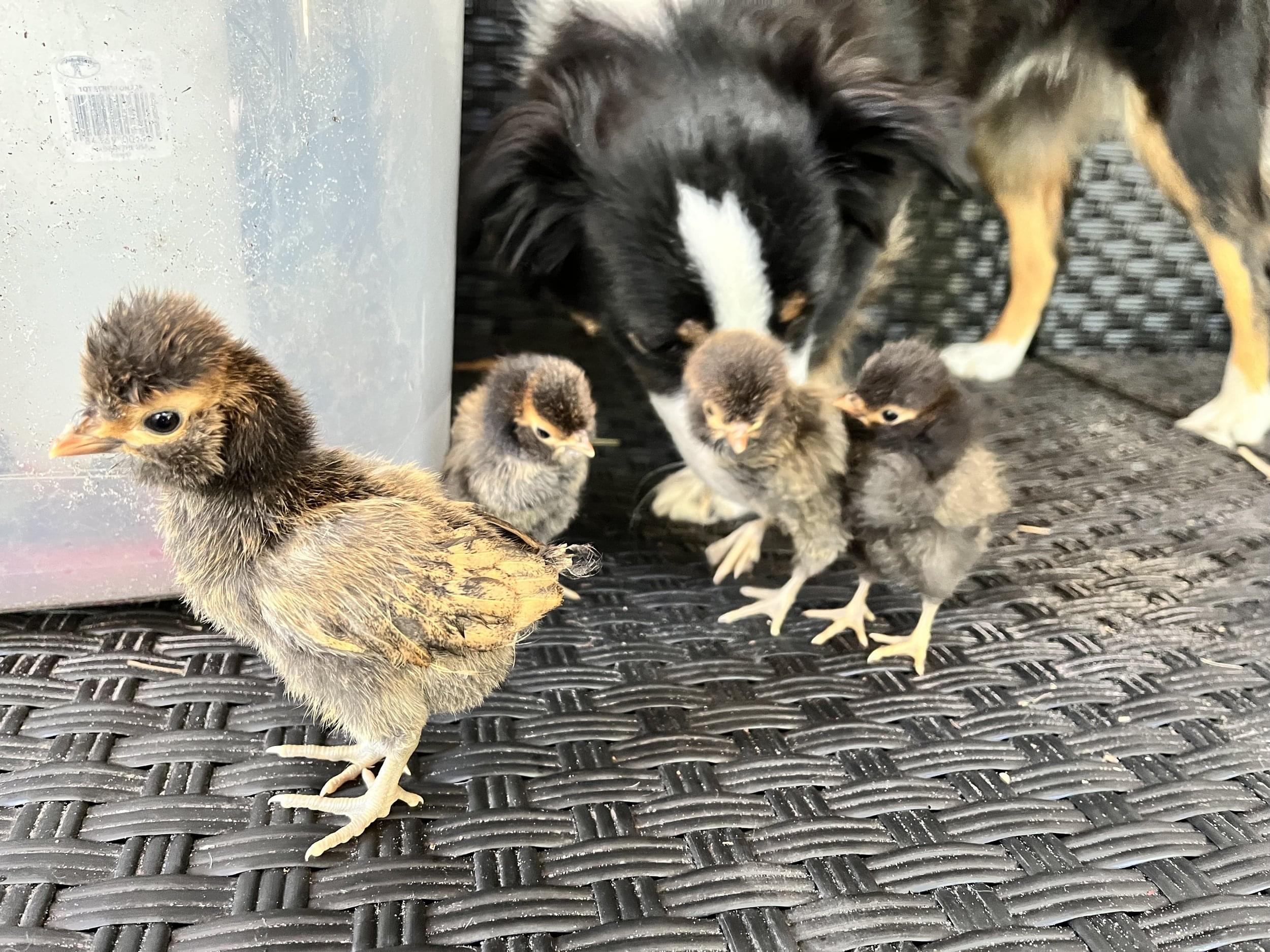 golden laced polish day old chicks