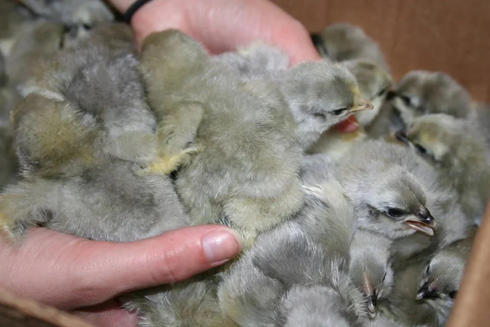 lavender orpington day old chicks