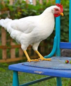 White_Leghorn_hen