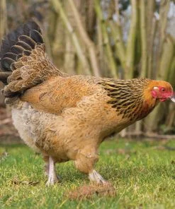 Buff-Brahma-Chicks