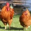 new hampshire rooster