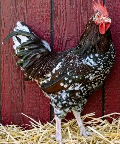 Speckled-Sussex-Rooster