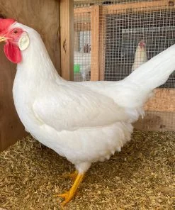 white leghorn hens for sale