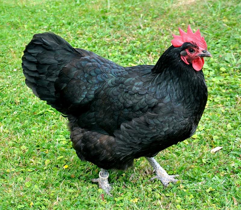australorp hens for sale