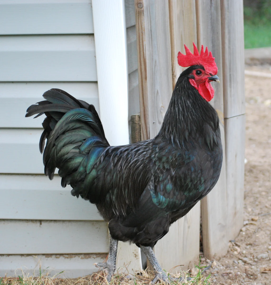 black australorp roosters for sale