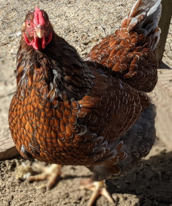 Red Laced Wyandottes