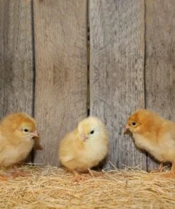 new hampshire red chicks for sale