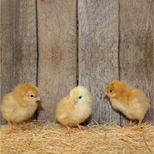 new hampshire red chicks for sale