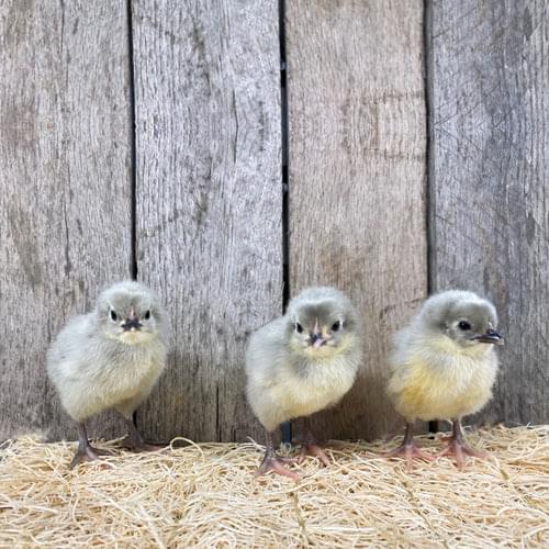 lavender orpington day old chicks