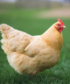 Buff Orpington hens