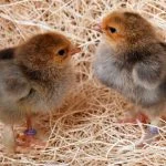 buff brahma day old chicks