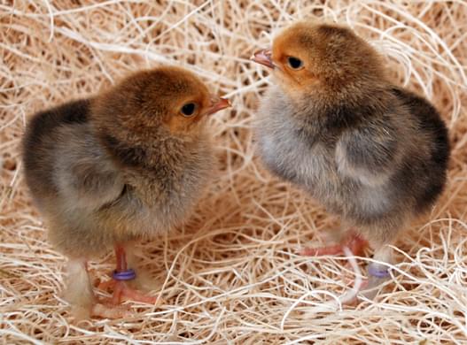 buff brahma day old chicks buff brahma day old chicks