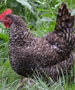 cuckoo maran chickens for sale4
