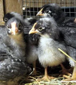 dominique chicks for sale
